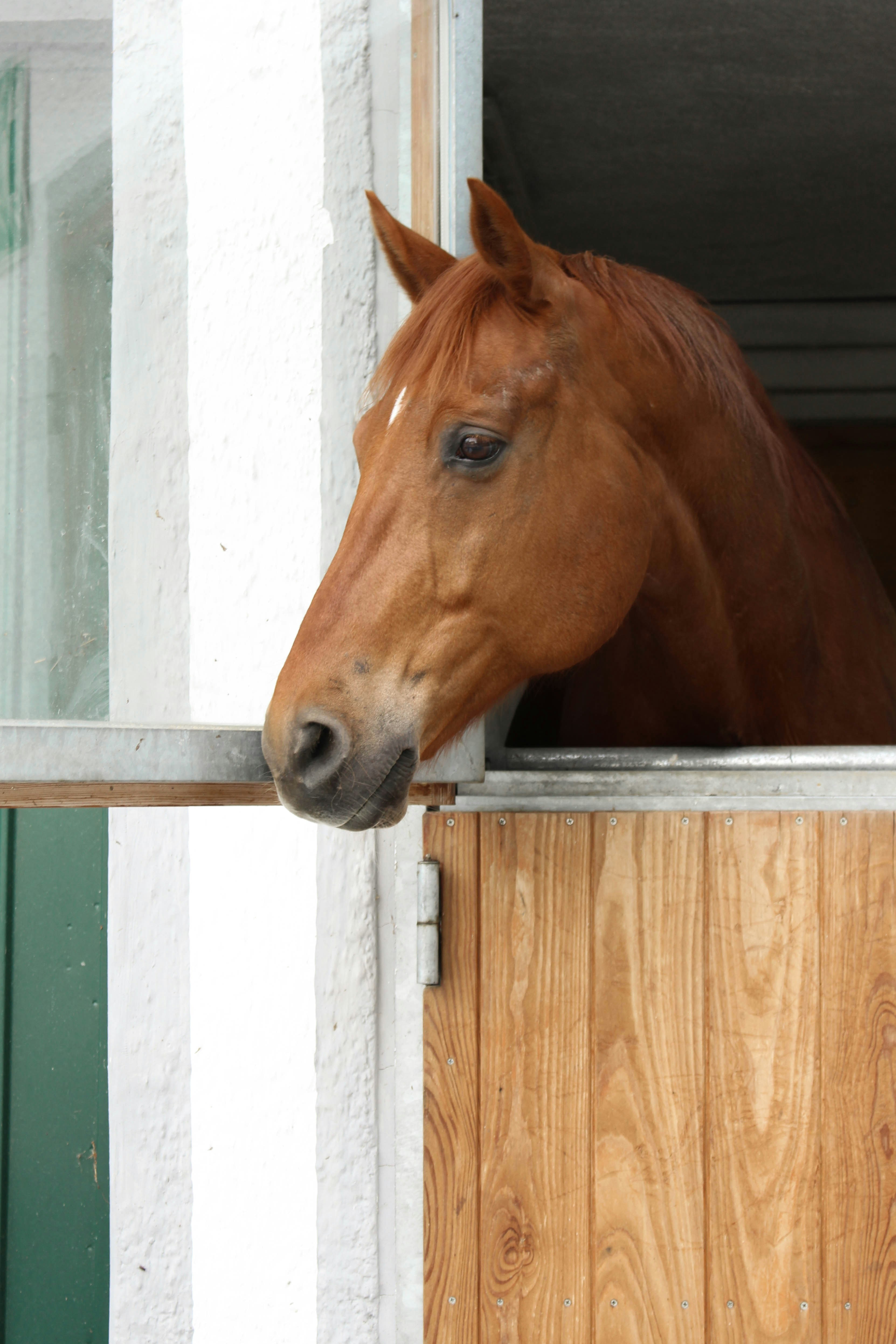 Alternativen zum eigenen Pferd
